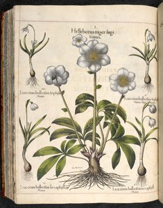 Helleborus niger (Hortus Eystettensis) da Basilius Besler