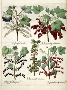 Piante di ribes rosso e nero, da 
