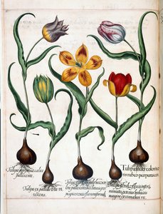 Tulipano, da 