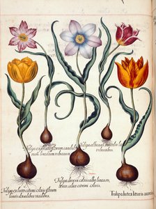 Tulipani, da 