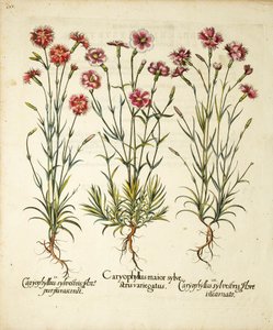 Varietà di Caryophyllus Sylvestris pubblicate in Hortus Eystettensis da Basilius Besler