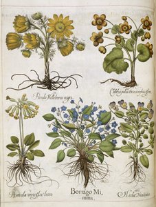 Varie piante, da 