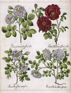 Rosa bianca e rossa, da 