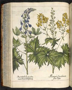 Aconito, illustrazione da 