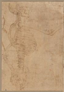 Scheletro a mezzo busto di profilo