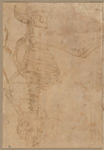 Scheletro a mezzo busto di profilo, primi anni 1540 da Battista Franco