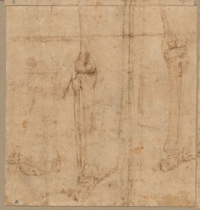 Metà inferiore dello scheletro da dietro, primi anni 1540 da Battista Franco
