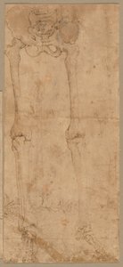 Metà inferiore dello scheletro dal fronte, primi anni 1540 da Battista Franco