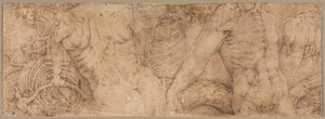 Torsi con gabbie toraciche, primi anni 1540 da Battista Franco