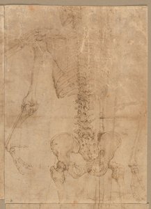 Metà superiore dello scheletro da dietro, primi anni 1540 da Battista Franco