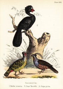 Fagiano del sangue, curassow con bargigli e quaglia di montagna. 1855 (litografia) da Bauerrichter