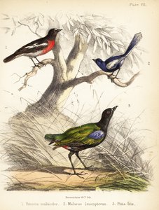Pettirosso del Pacifico, scricciolo dalle ali bianche e pitta arcobaleno. 1855 (litografia) da Bauerrichter