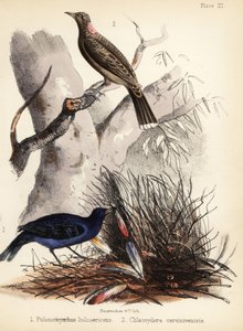 Uccelli satinati e giardinieri dal petto fulvo. 1855 (litografia) da Bauerrichter
