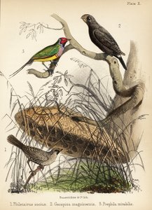 Tessitore socievole, fringuello di terra grande e diamante di Gould. 1855 (litografia)