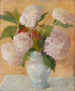 Ortensie