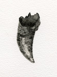 Dente felino da Bella Larsson