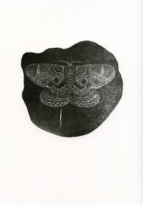 Farfalla notturna