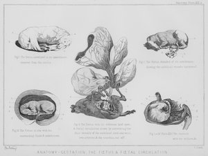 Anatomia, gestazione, il feto e la circolazione fetale