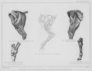 Anatomia, muscoli arterie, ossa ecc. degli arti posteriori da Benjamin Herring