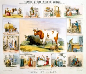 La mucca