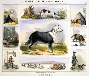 Il cane, c1850