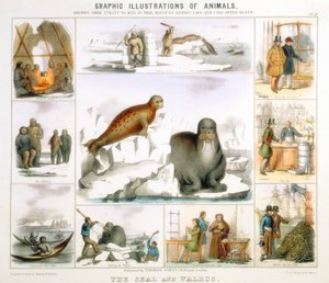 La foca e il tricheco, c1850