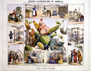 Il Baco da Seta, c1850
