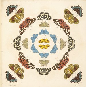 Dettaglio dalla Tavola III, da Una rara rappresentazione di farfalle e falene, pub. 1764 da Benjamin Wilkes