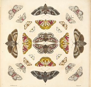 Dettaglio dalla Tavola IV, da Una rara rappresentazione di farfalle e falene, pub. 1764 da Benjamin Wilkes