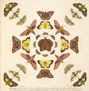 Dettaglio da Plate IX, da Una rara rappresentazione di farfalle e falene, pub. 1764 (incisione colorata a mano) da Benjamin Wilkes