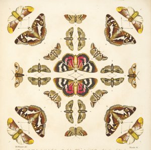 Dettaglio dalla Tavola VI, da Una rara rappresentazione di farfalle e falene, pub. 1764 da Benjamin Wilkes