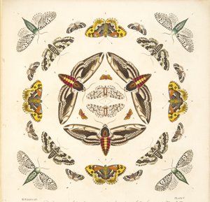 Dettaglio dalla Tavola V, da Una rara rappresentazione di farfalle e falene, pub. 1764 da Benjamin Wilkes