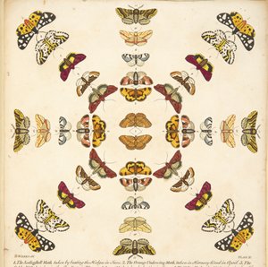 Dettaglio dalla Tavola XI, da Una rara rappresentazione di farfalle e falene, pub. 1764 (incisione colorata a mano) da Benjamin Wilkes