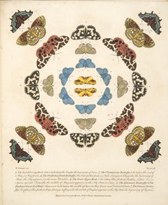 Tavola III, da Una rara rappresentazione di farfalle e falene, pub. 1764 da Benjamin Wilkes
