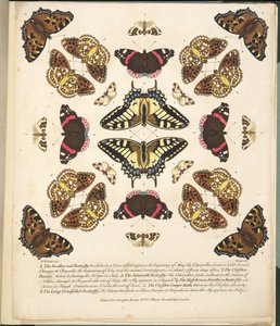 Tavola II, da A Rare Depiction of Butterflies and Moths, pub. 1764 da Benjamin Wilkes