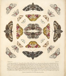 Tavola IV, da Una rara rappresentazione di farfalle e falene, pub. 1764 da Benjamin Wilkes