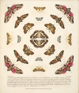 Tavola VIII, da Una rara rappresentazione di farfalle e falene, pub. 1764 da Benjamin Wilkes