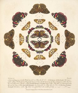 Tavola VII, da Una rara rappresentazione di farfalle e falene, pub. 1764 da Benjamin Wilkes