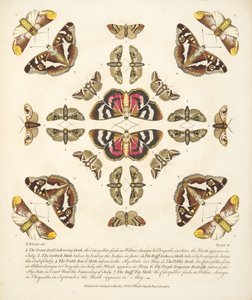 Tavola VI, da Una rara rappresentazione di farfalle e falene, pub. 1764 da Benjamin Wilkes