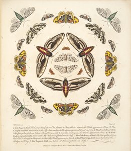Tavola V, da Una rara rappresentazione di farfalle e falene, pub. 1764 da Benjamin Wilkes