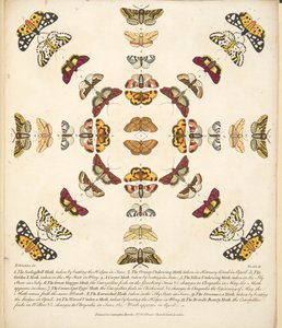 Tavola XI, da Una rara rappresentazione di farfalle e falene, pub. 1764 da Benjamin Wilkes
