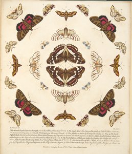 Tavola X, da Una rara rappresentazione di farfalle e falene, pub. 1764 da Benjamin Wilkes