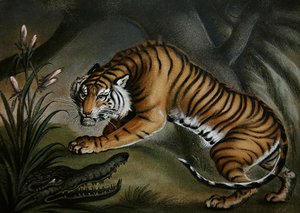 Tigre e coccodrillo, c.1810 da Benjamin Zobel