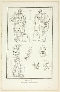 Disegno: Proporzioni dell