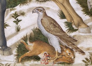 Falco con coniglio catturato, dettaglio (ciclo del Viaggio dei Magi)