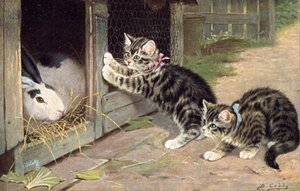 Cartolina di gatti