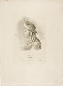 La macellaia, da Arts et Métiers