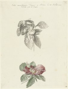 Foglio di studio con una rosa da Bernard Picart