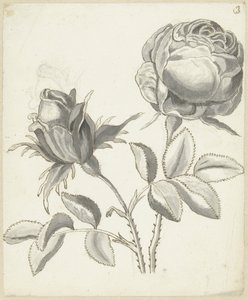 Due rose da Bernard Picart