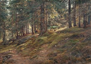 Luce nel bosco